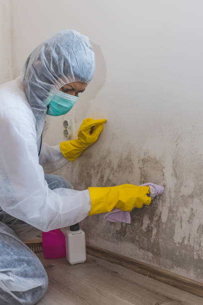 Best Mold Remediation for Vacation Homes  in Kemp, TX